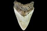 Fossil Megalodon Tooth - North Carolina #109817-1